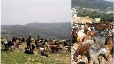 تصدير الأغنام والزيوت “سـيضرب” أسعار السوق..