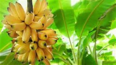 خطوات زراعة الموز 