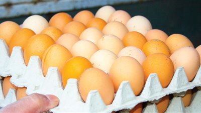 أسباب ارتفاع البيض أن المولدة تعمل 22 ساعة