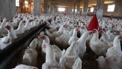 الصحة الحيوانية: الدواجن سليمة ولا وجود لمرض “شبه طاعون الدجاج”